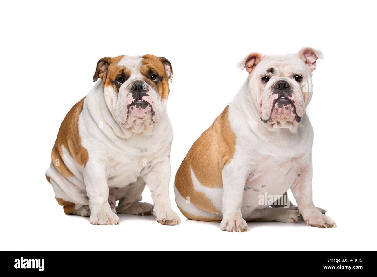 Due Bulldog inglese seduta anteriore su sfondo bianco Foto Stock