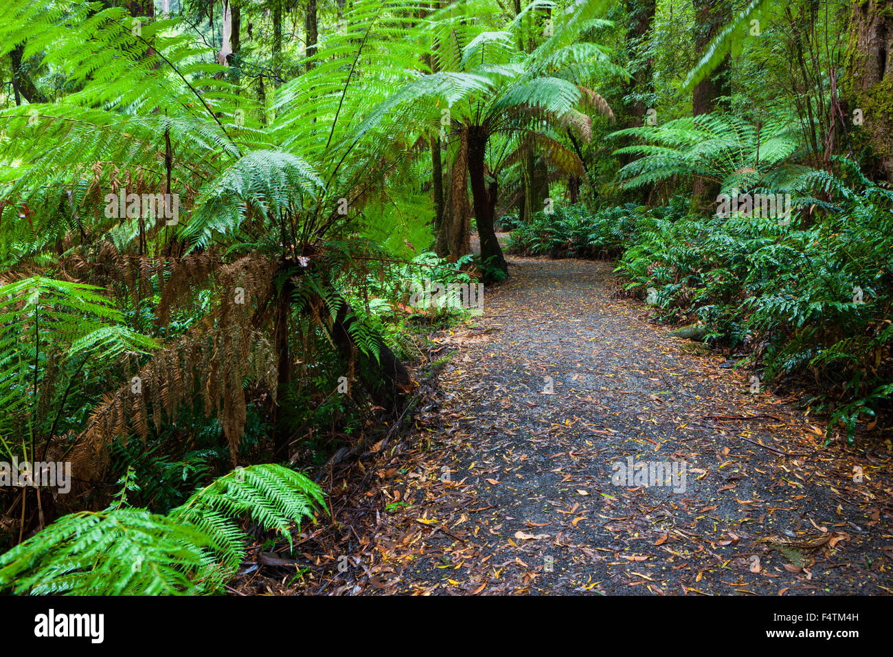 Grande Otway, National Park, Australia, Victoria, legno, foresta di alberi di felce, titolo Foto Stock