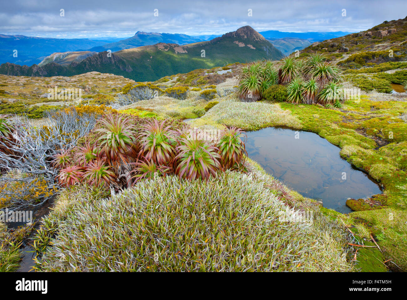 Montare Anne, via, Australia Tasmania, Southwest national park, il plateau, pandani, piante Foto Stock