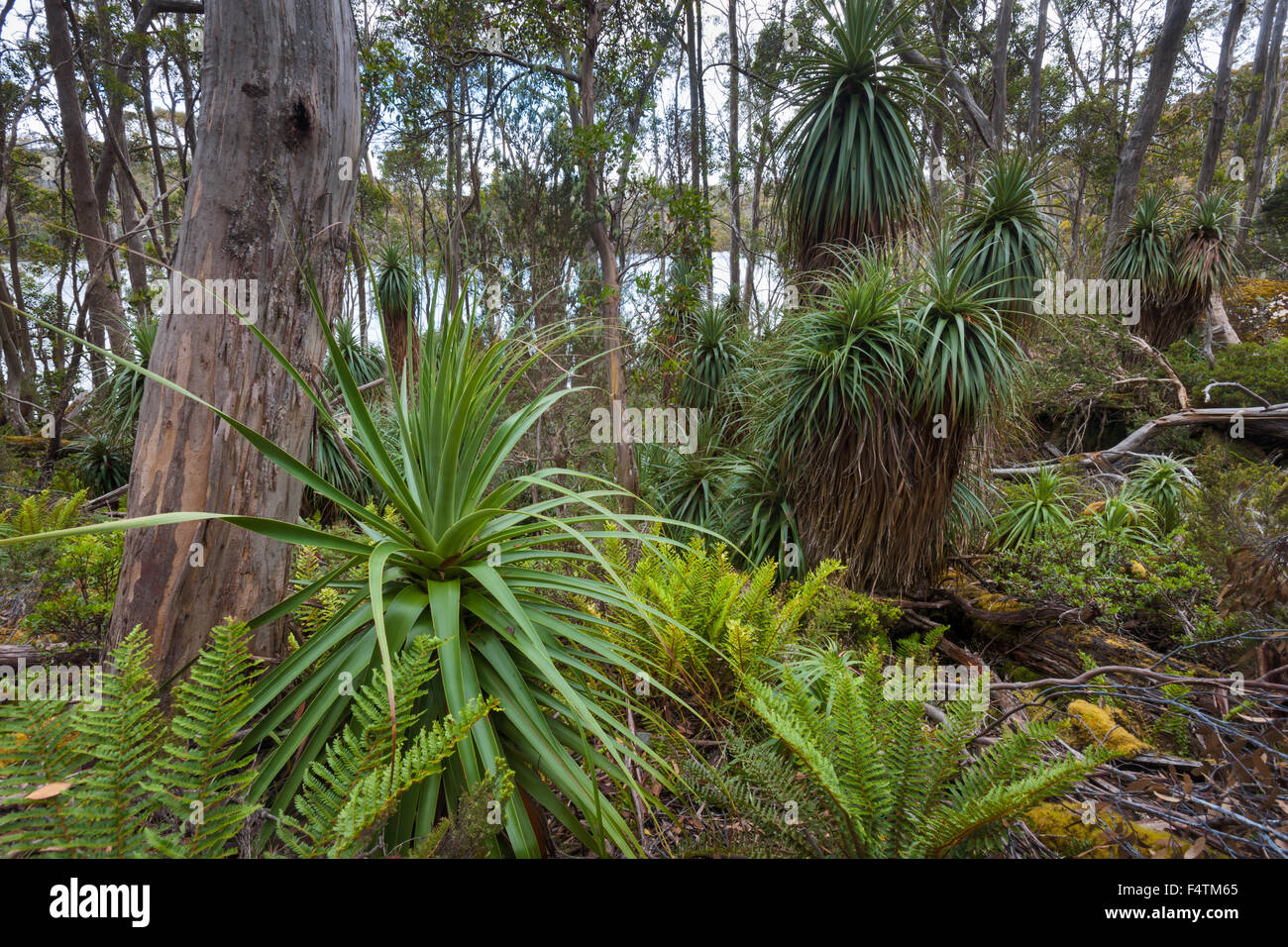 Pandani Grove, Australia Tasmania, campo di montaggio, parco nazionale, legno, foresta, pandani, piante Foto Stock