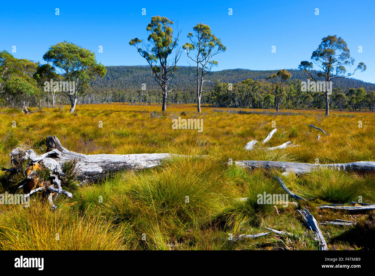 Tipps Plain, Australia Tasmania, legno, foresta, alberi, prato Foto Stock