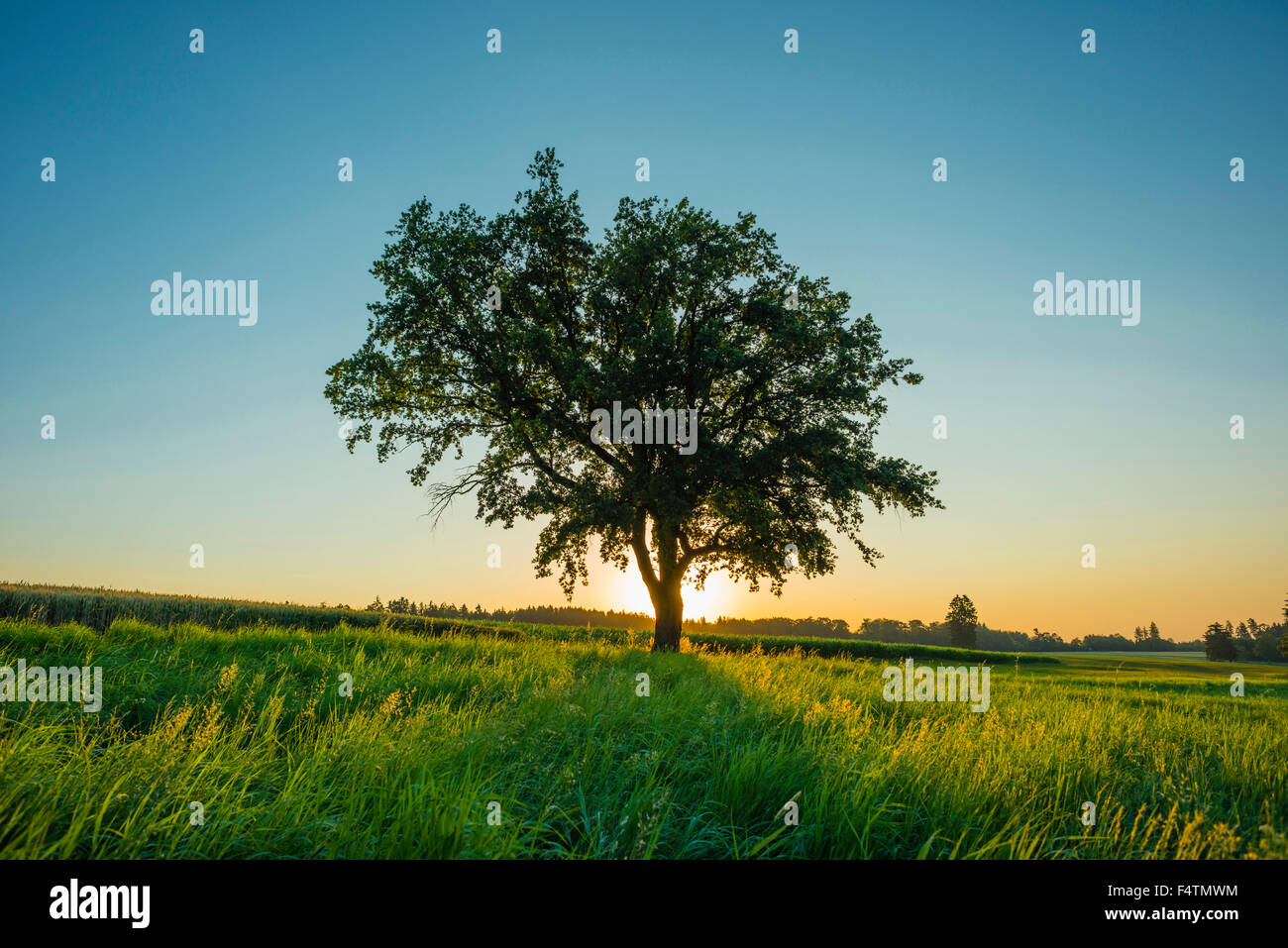 Vecchia Quercia comune, Baden-Württemberg, albero, impianto di faggio, quercia tedesca, Germania, rovere, albero singolo, Europa, fogliame tree, Quercus robur Foto Stock