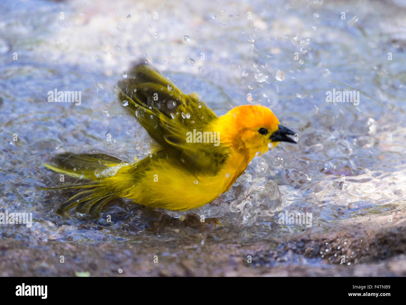Taveta golden weaver, Ploceus castaneiceps, uccello Foto Stock