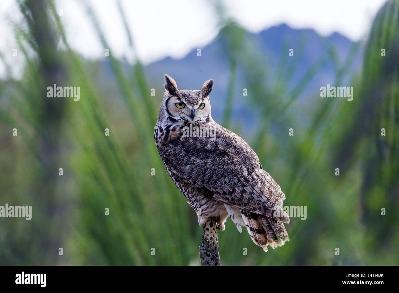 Grande gufo cornuto, OWL, bubo virginianus, USA, America, uccello Foto Stock