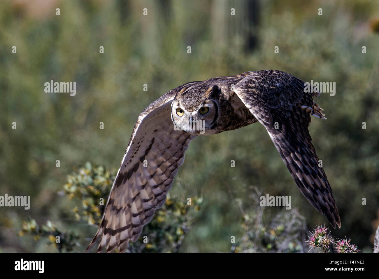 Grande gufo cornuto, OWL, bubo virginianus, USA, America, uccello Foto Stock