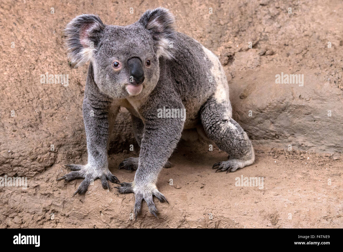Il koala, phascolarctos cinereus, koala bear, animale Foto Stock
