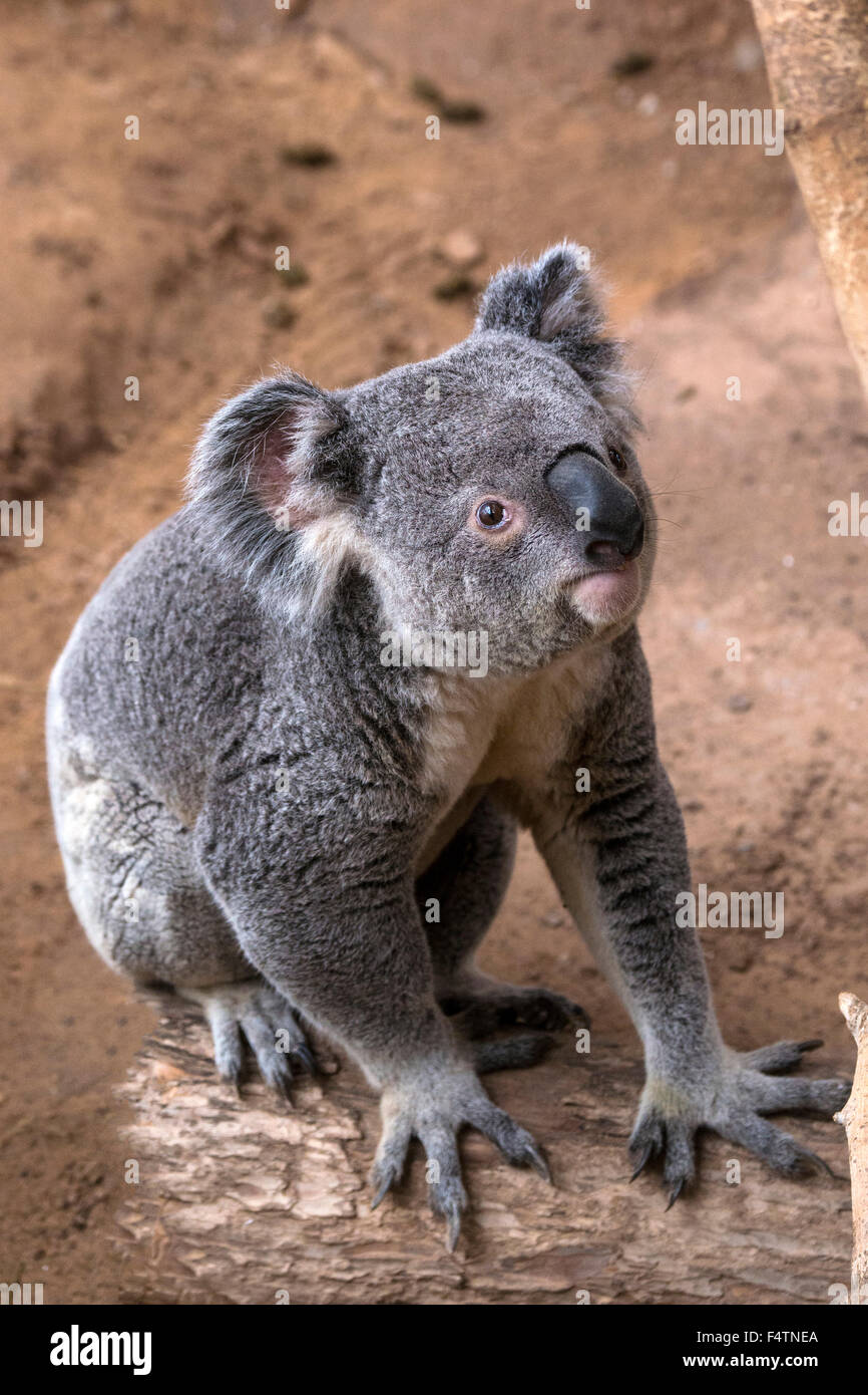 Il koala, phascolarctos cinereus, koala bear, animale Foto Stock