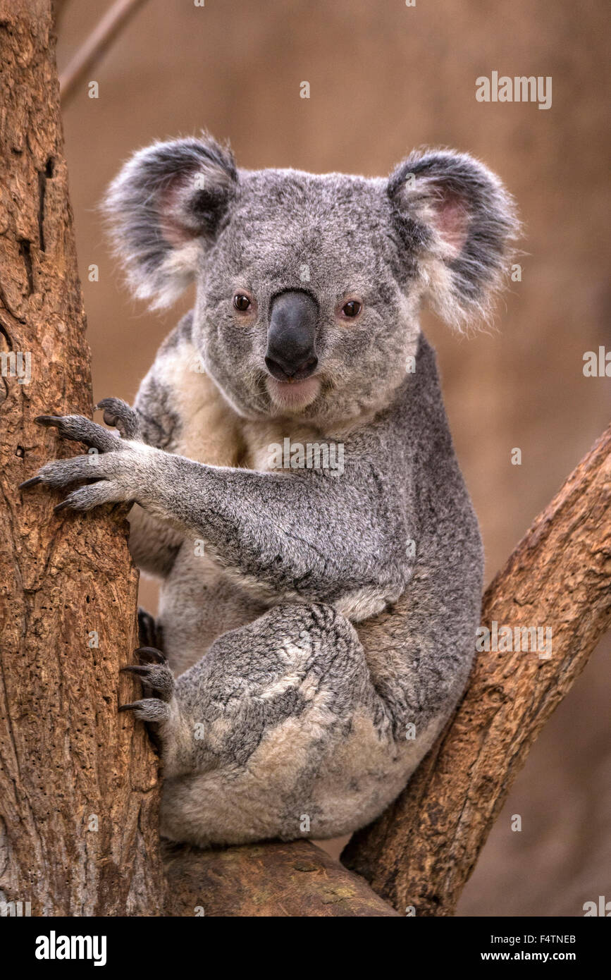 Il koala, phascolarctos cinereus, koala bear, animale Foto Stock