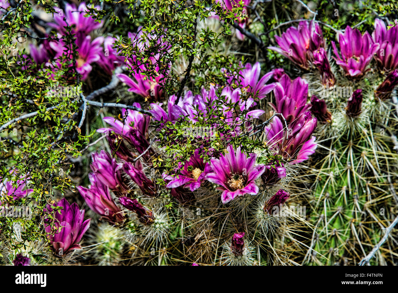Cactus hedgehog, cactus, bloom, Echinocereus spp., Arizona, Stati Uniti d'America, America, impianti Foto Stock