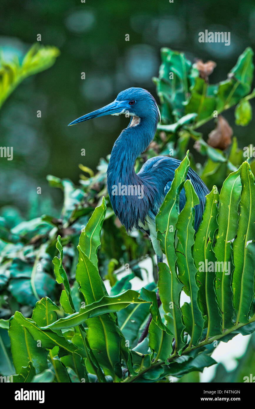 Airone tricolore, egretta tricolore, Florida, USA, America, heron, uccello Foto Stock