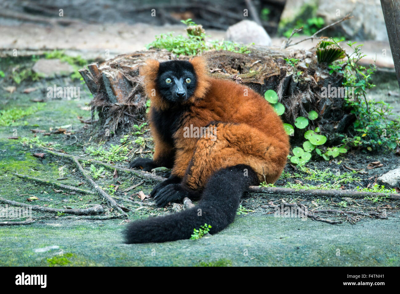 Rosso lemure ruffed, Varecia rubra, lemuri, animale Foto Stock