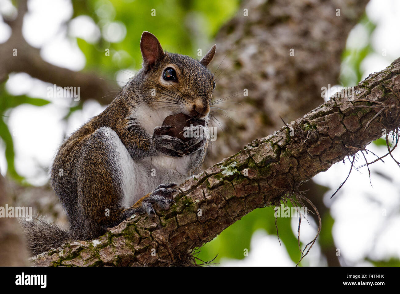 Orientale scoiattolo grigio, Sciurus carlinensis, lo scoiattolo, albero, animale Foto Stock