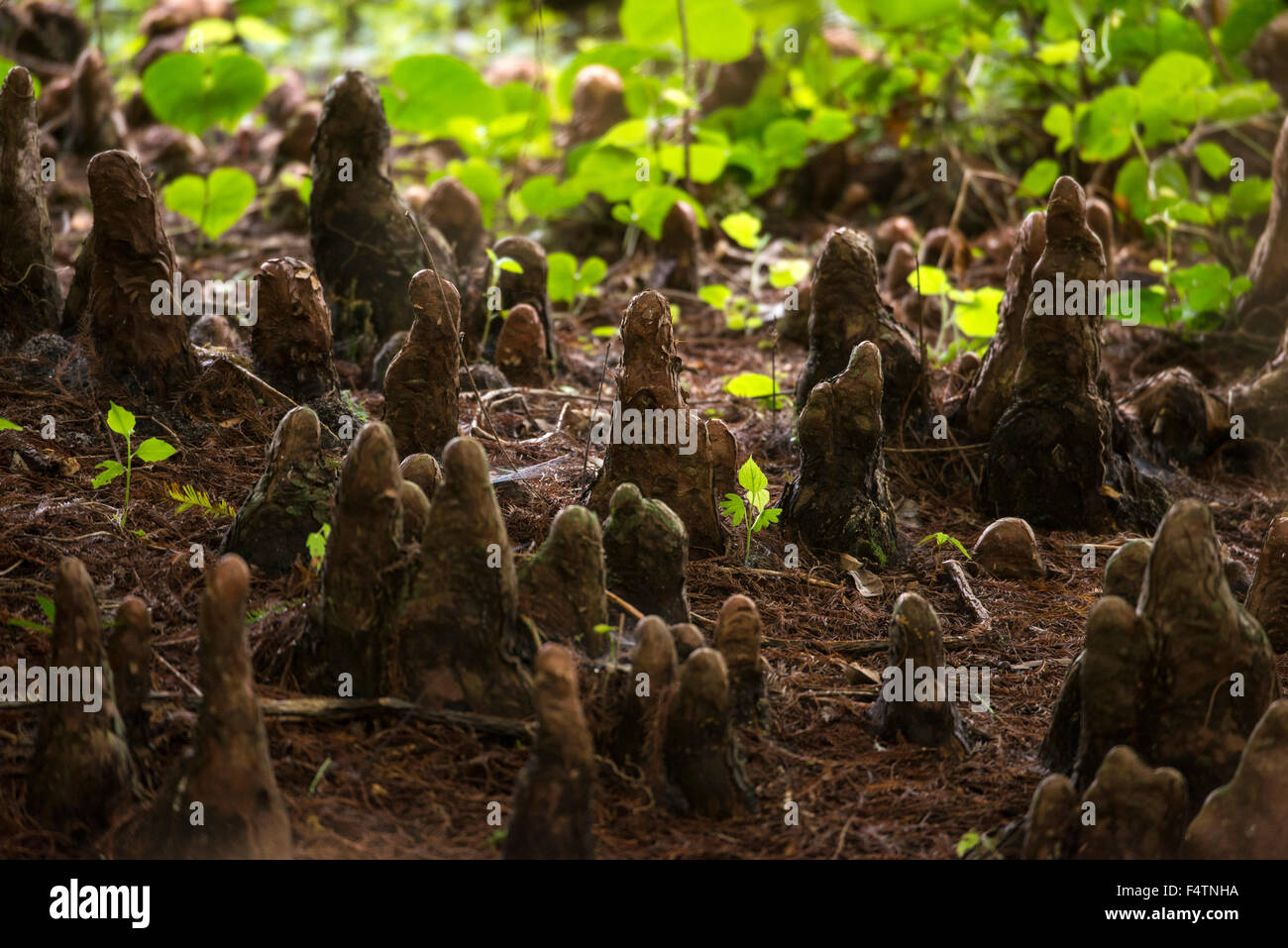 Il cipresso, tree ginocchia, Florida, Stati Uniti d'America, America, struttura impianto Foto Stock