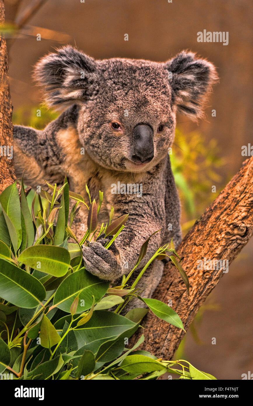 Il koala, Phascolarctos cinereus, koala bear, animale Foto Stock