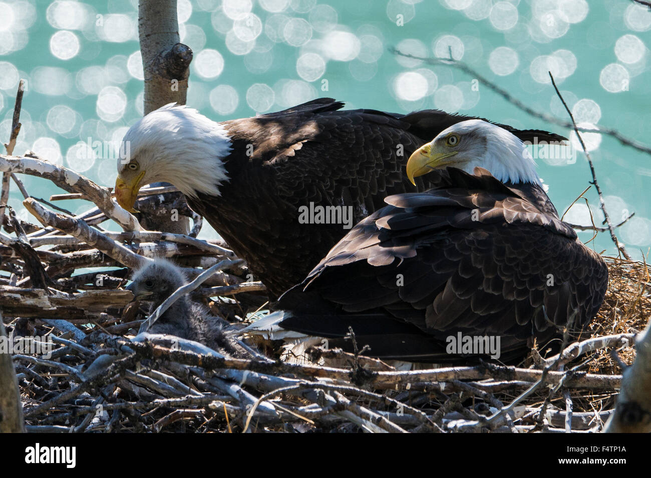 Aquila calva, Haliaeetus leucocephalus, nesting, Yukon, Canada, Eagle, giovani, uccello Foto Stock