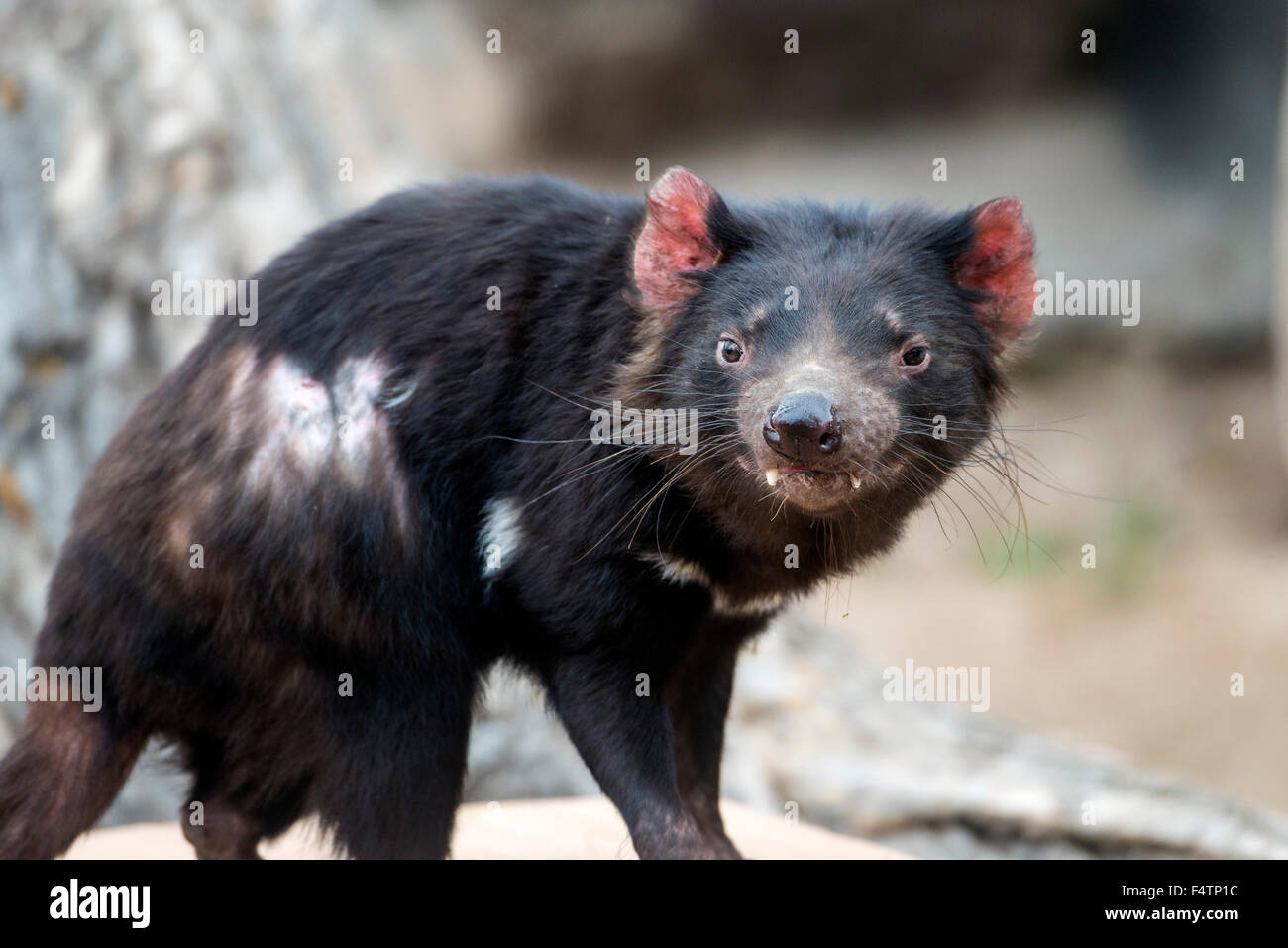 Diavolo della Tasmania, Sarcophilus harrisii, animale Foto Stock