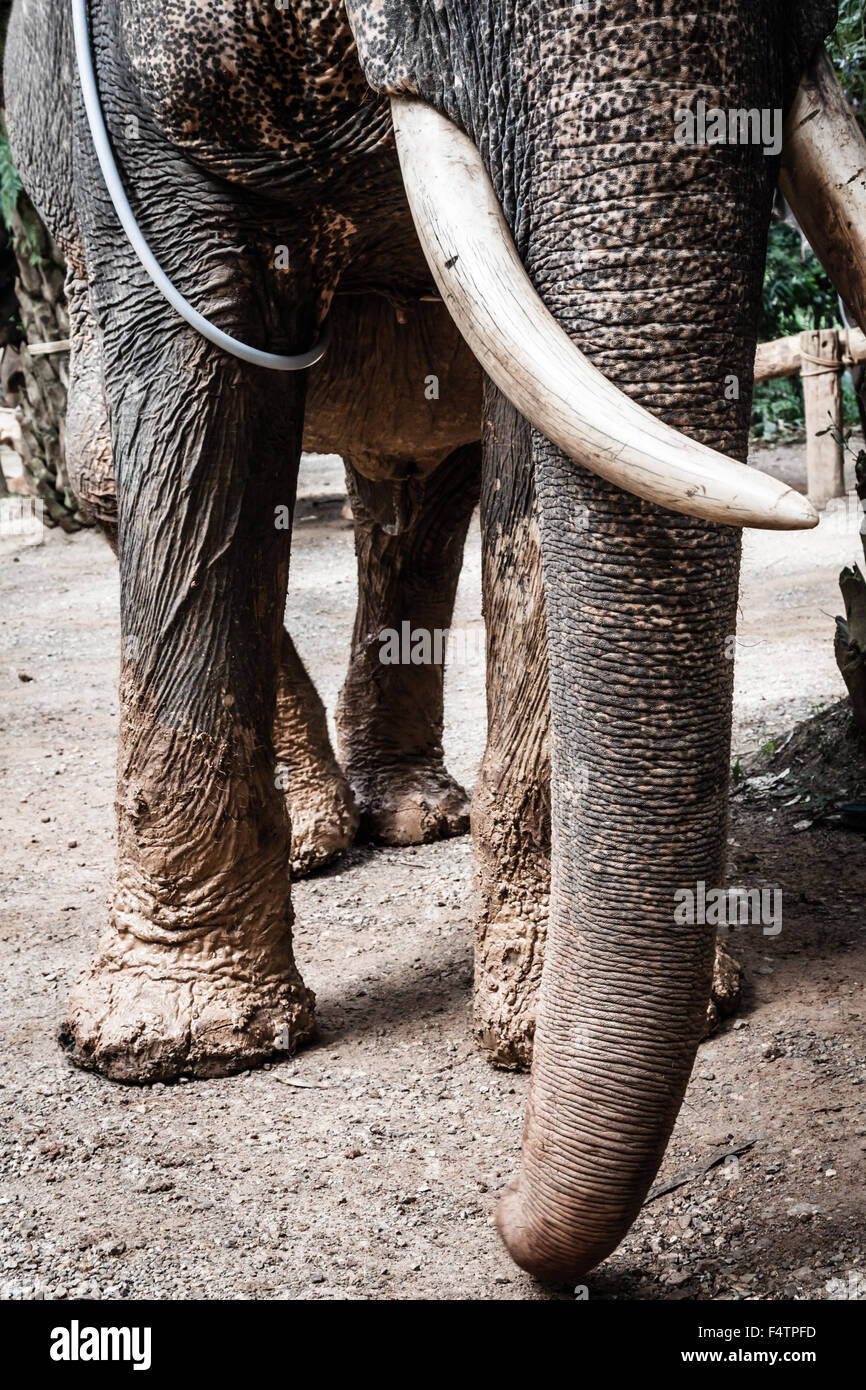 Elefante asiatico in uno dei tanti campi di elefante al di fuori del Pai, vicino a Chiang Mai, Thailandia. Foto Stock