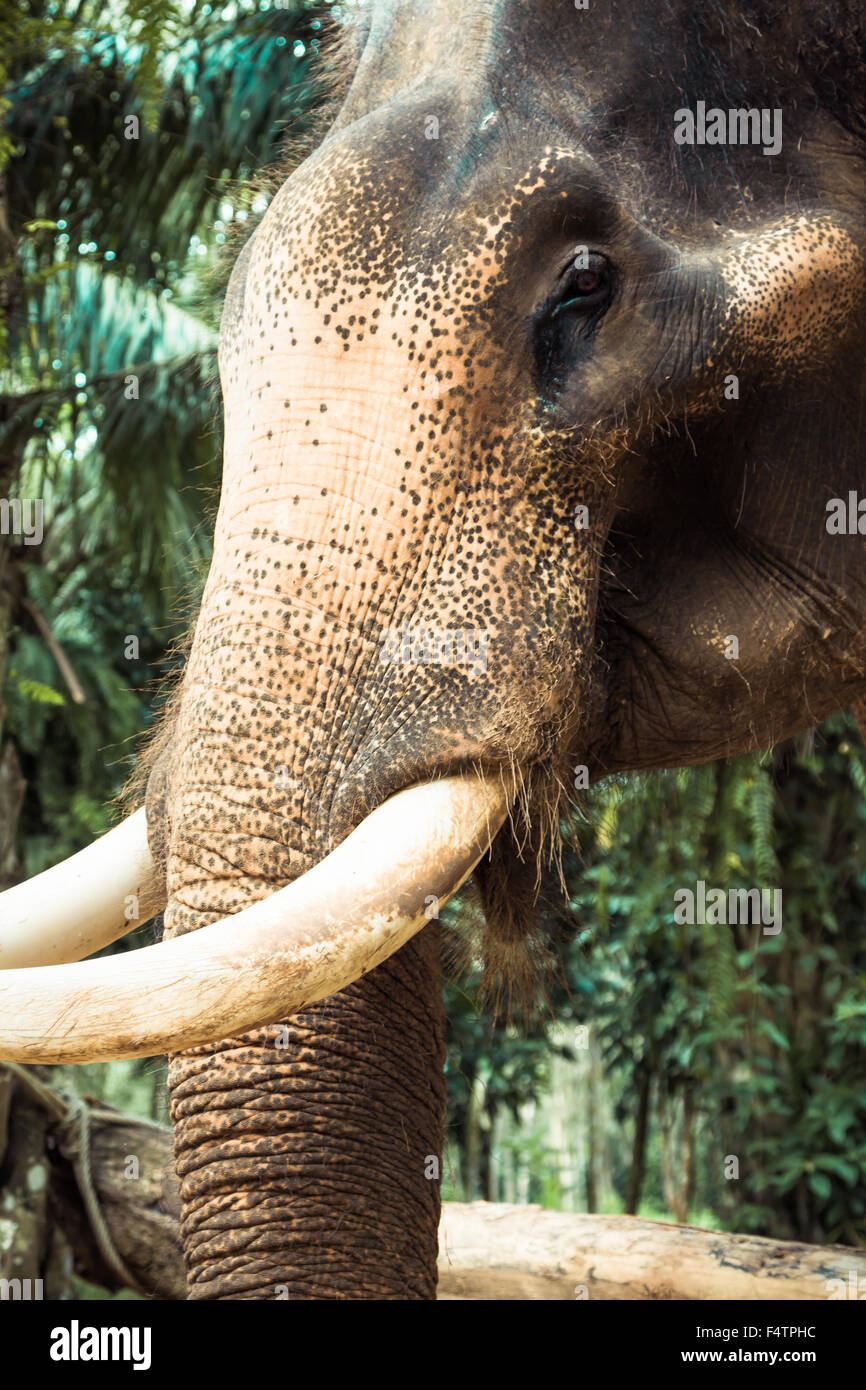 Elefante asiatico in uno dei tanti campi di elefante al di fuori del Pai, vicino a Chiang Mai, Thailandia. Foto Stock