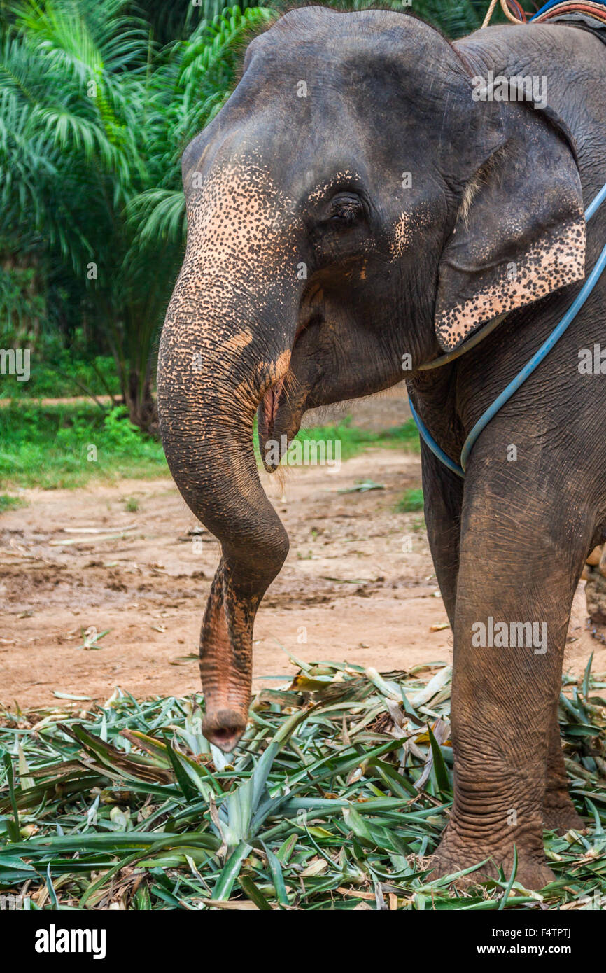 Elefante asiatico in uno dei tanti campi di elefante al di fuori del Pai, vicino a Chiang Mai, Thailandia. Foto Stock