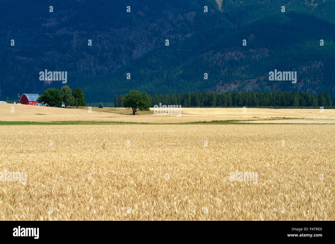 Mature campo di grano vicino a Kalispell, Montana, USA. Foto Stock