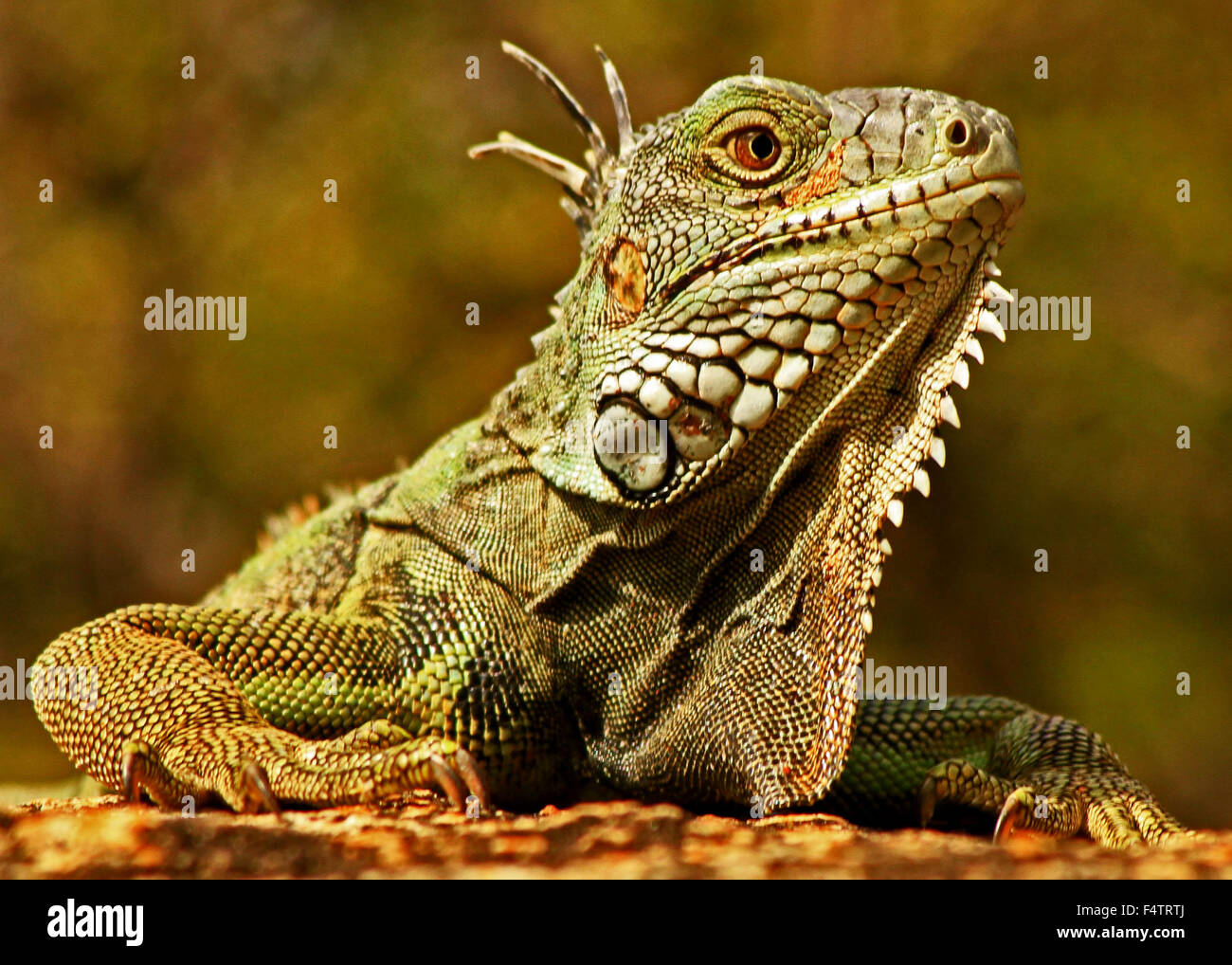Close up di un verde Iguana di Oranjestad, Aruba Foto Stock