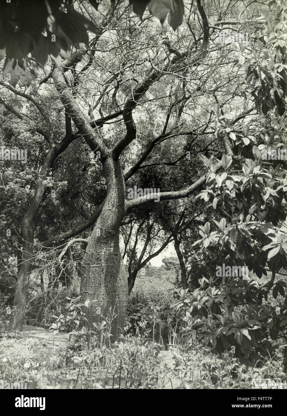Un grande albero Kapok Foto Stock