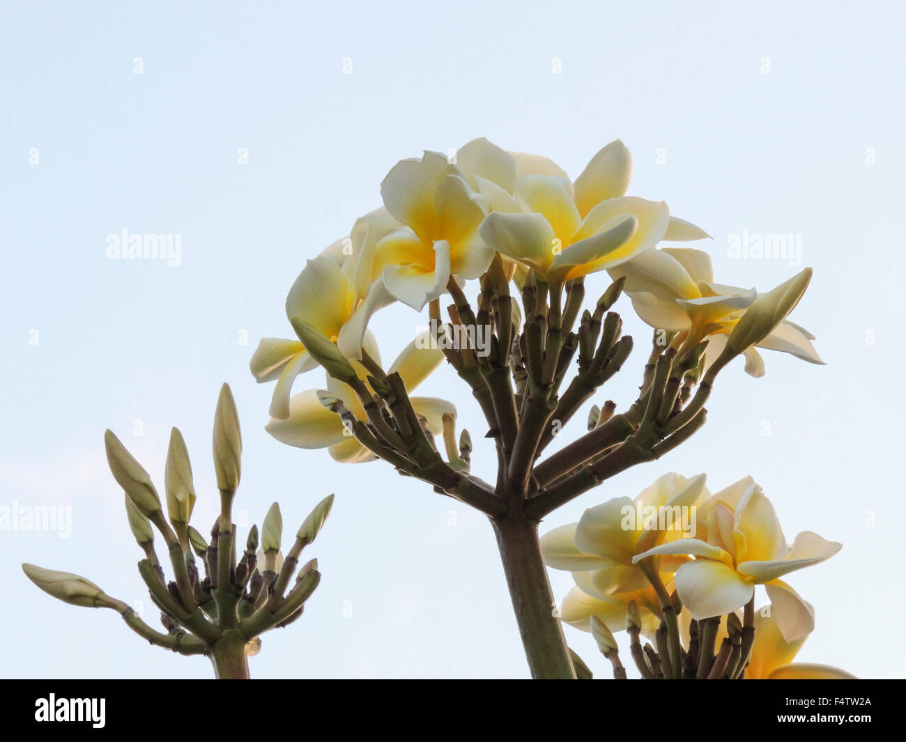 Plumeria comunemente conosciuto come Frangipani è un genere di piante in fiore nella famiglia dogbane crescente in tropicale o subtropicale ri Foto Stock