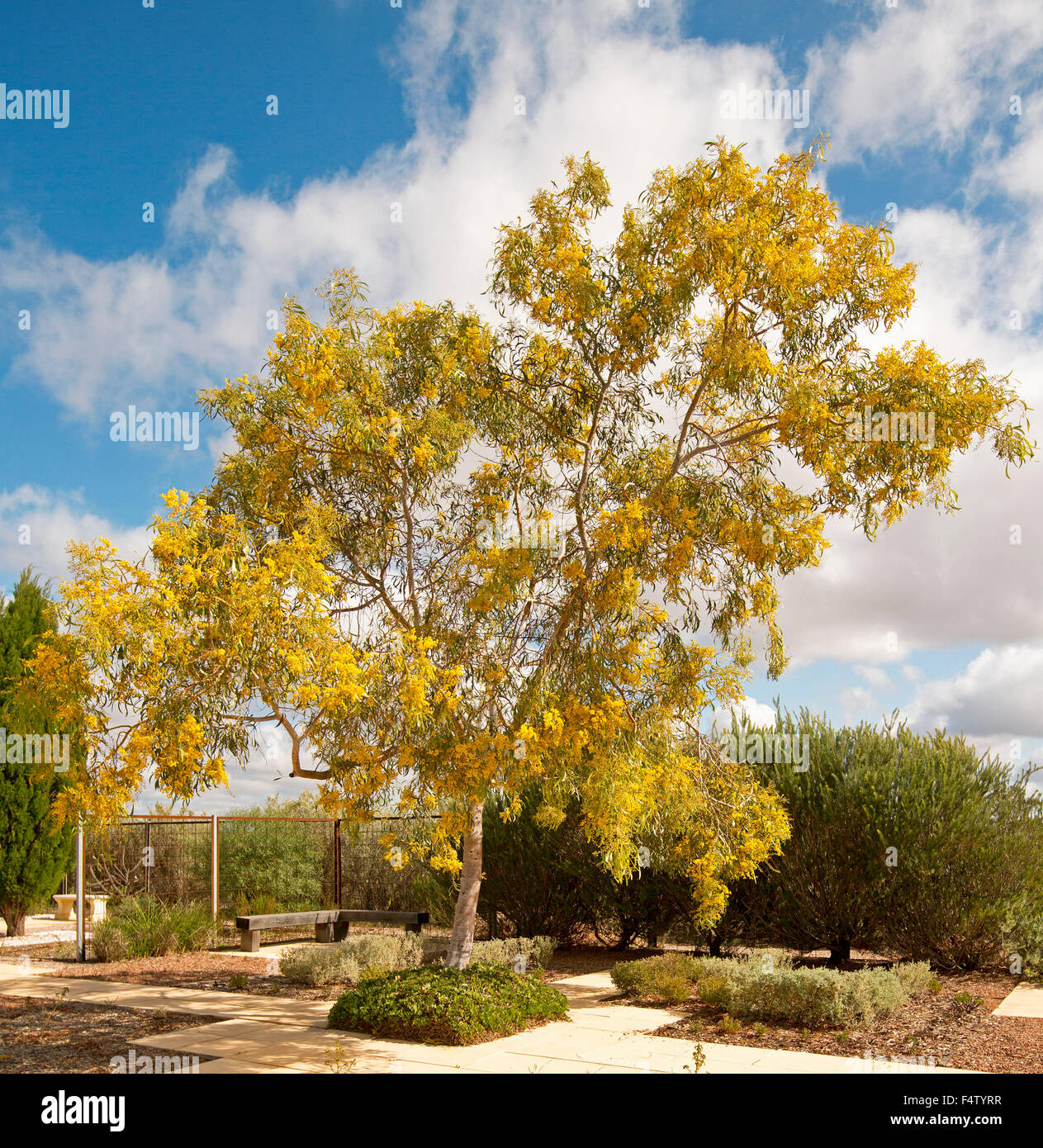 Acacia pycnantha, Golden Tree bargiglio, con massa di fiori gialli che cresce in giardino botanico contro il cielo blu in Sud Australia Foto Stock