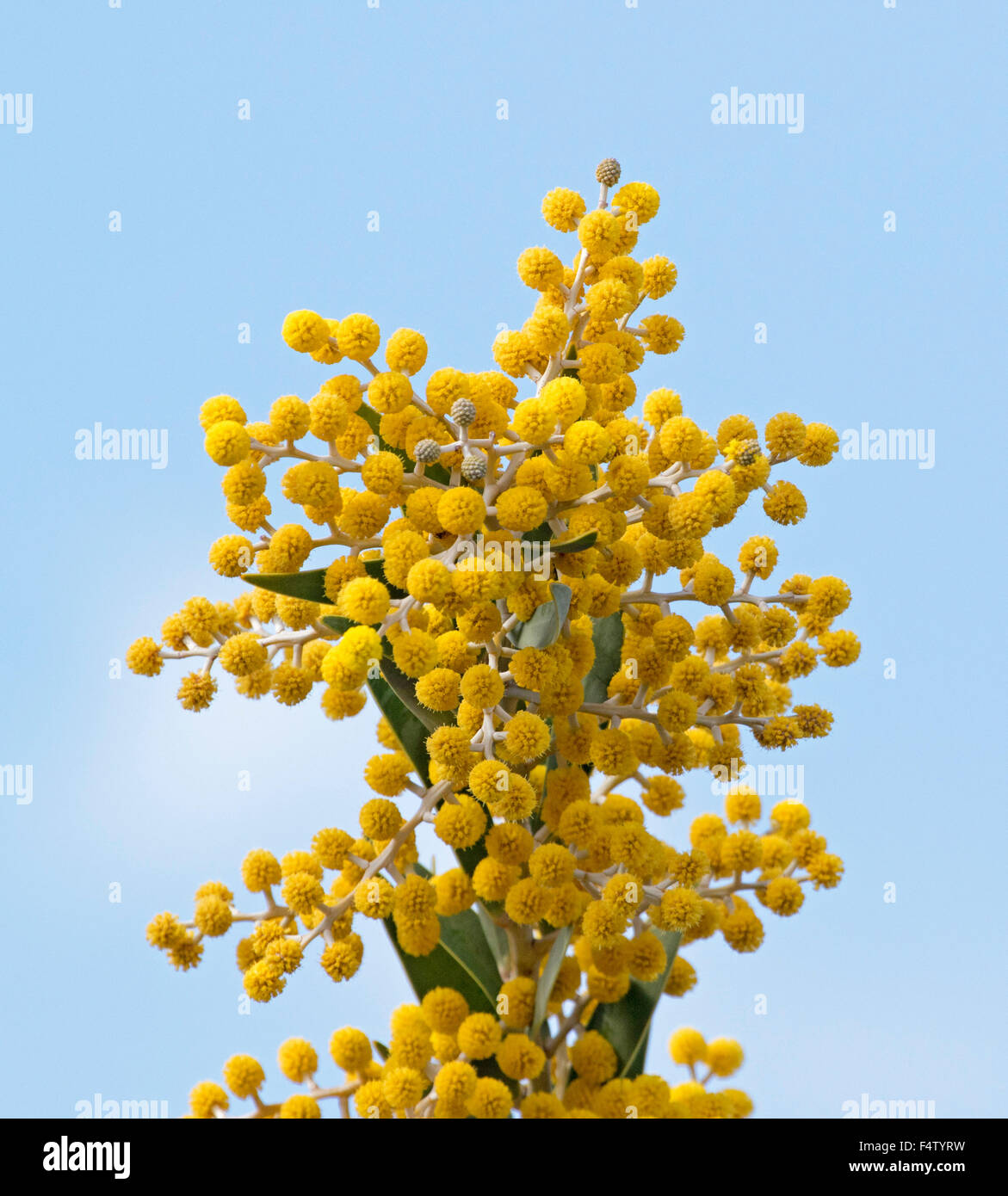 Cluster di giallo dorato e fiori di acacia toondulya, albero di bargiglio, fiori selvatici Australiano, contro il cielo blu Foto Stock