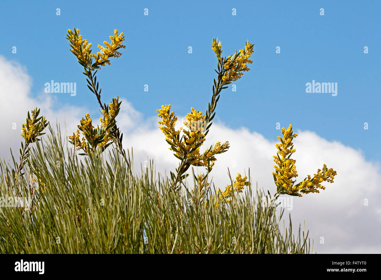Cluster di giallo dorato di fiori e foglie di Acacia toondulya, albero di bargiglio, fiori selvatici Australiano, contro il cielo blu Foto Stock