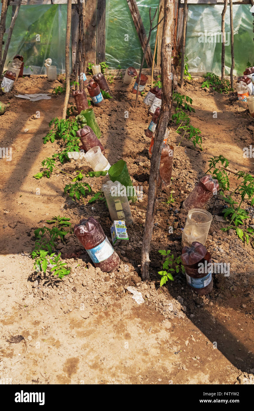 Spring Garden. Focolaio di pomodoro. Singoli innaffiamento delle boccole di pomodoro con utilizzo delle bottiglie di plastica. Foto Stock