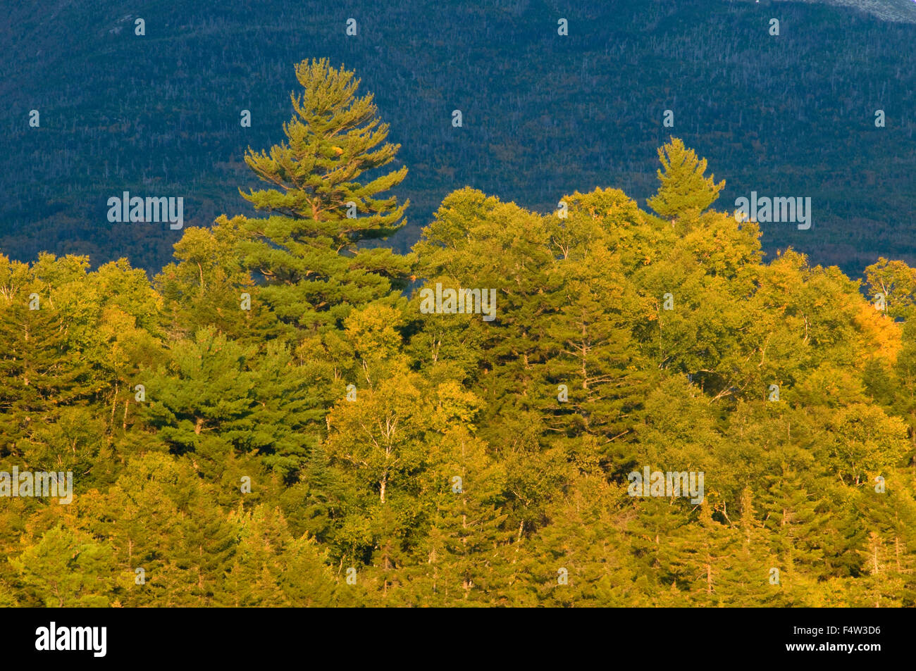 Foresta di fronte al Monte Katahdin, Baxter State Park, Maine Foto Stock