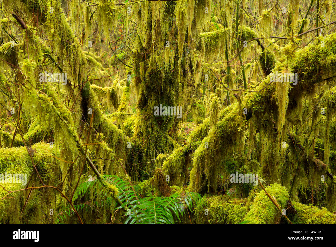 Acero Bigleaf (Acer macrophyllum) nella foresta, Silver Falls State Park, Oregon Foto Stock