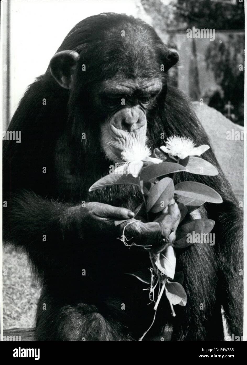 1962 - Flower-Power: ho spesso detto che per lei, è la più bella per me l'unico, ma non ho trovato una risonanza. Ora faccio la mia ultima prova ma ''con fiori''. - Se lei sta dicendo una volta di più che non poteva odore di me - Io disappeare rapidamente - e dare il mio blossom presente a Welburga. Grande eri aveva preso anche a me senza fiori. © Keystone Pictures USA/ZUMAPRESS.com/Alamy Live News Foto Stock