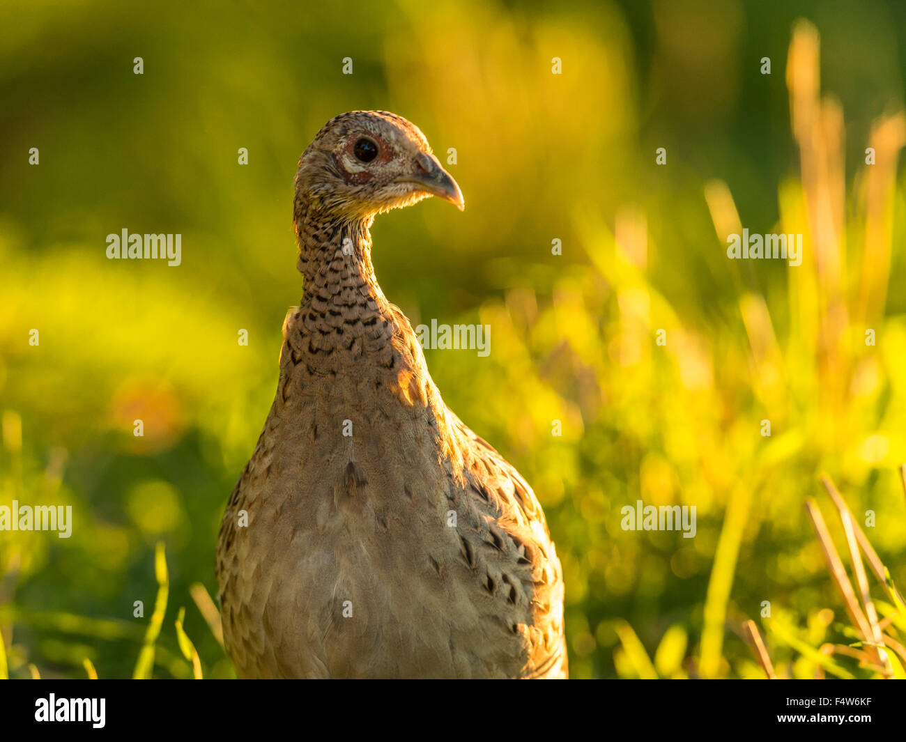 Bellissima femmina britannica comune Fagiano (Phasianus colchicus) rovistando nel bosco naturale foresta impostazione. Foto Stock