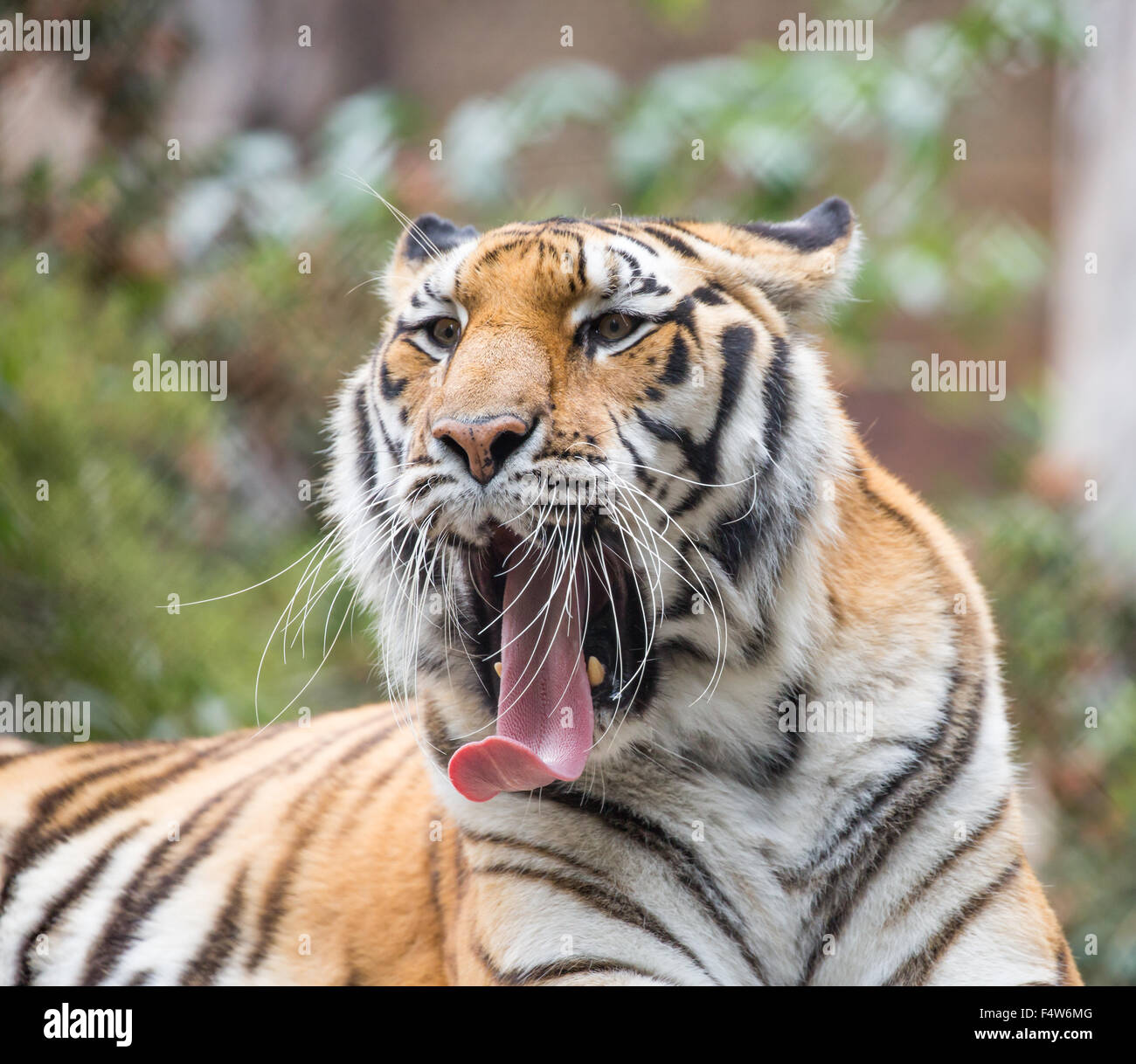 Tiger (panthera tigris) closeup Foto Stock