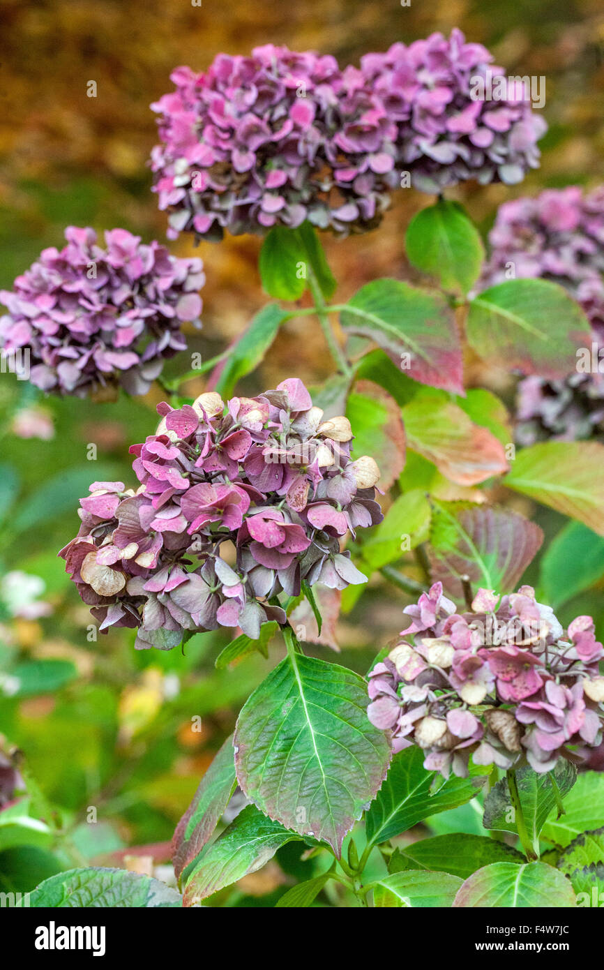 Hydrangea macrophylla ' Miss Hepburn' teste di fiori essiccati in autunno, teste di fiori di ortangea giardino Foto Stock