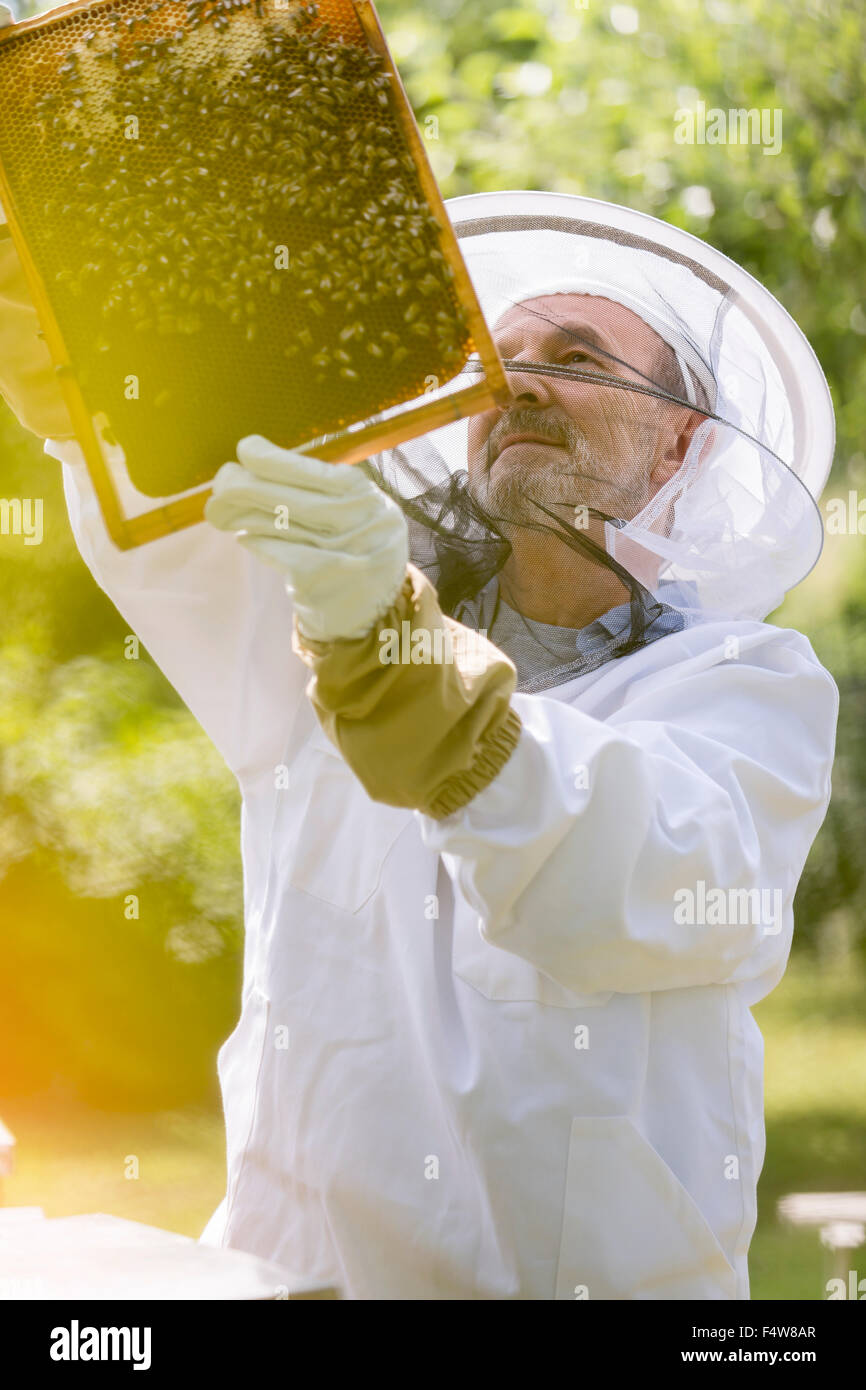 Apicoltore in tuta protettiva esaminando le api sul favo di miele Foto Stock