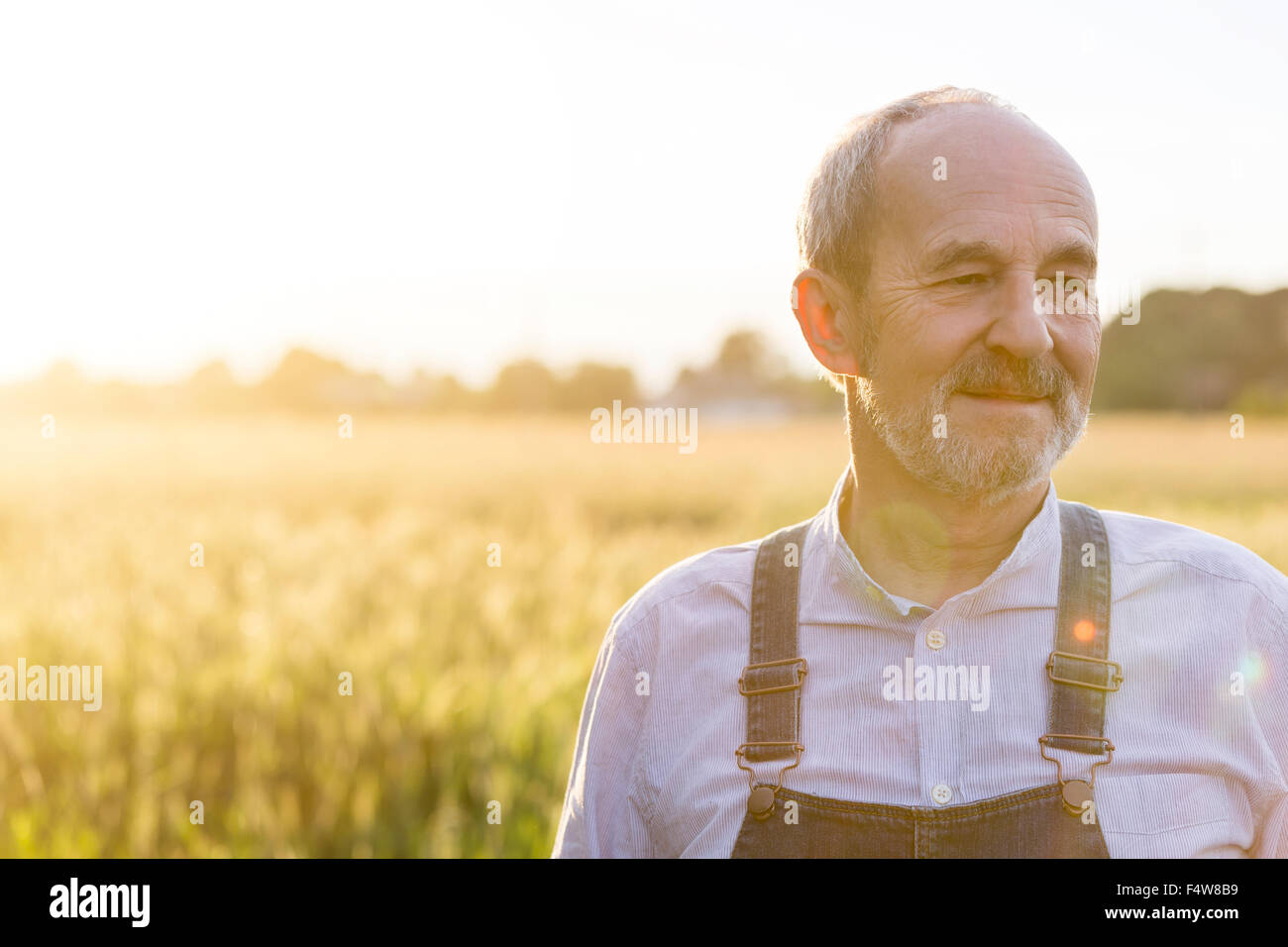 Close up senior agricoltore nella soleggiata rurale campo di grano Foto Stock