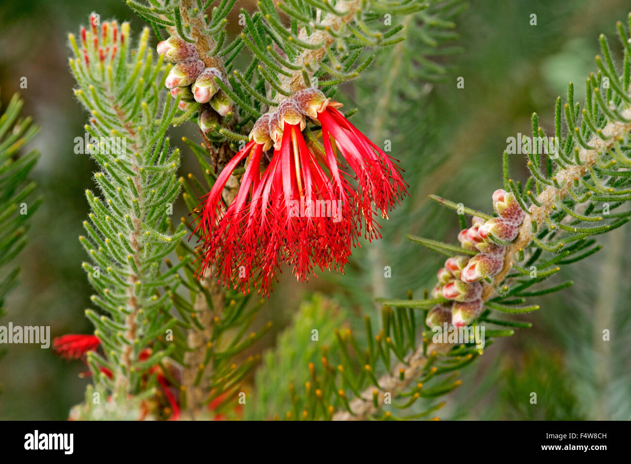 Cluster di rosso vivace di Fiori & Foglie di colore verde chiaro di Calothamnus quadrifidus, unilaterale scovolino da bottiglia, australiano arbusto nativo Foto Stock