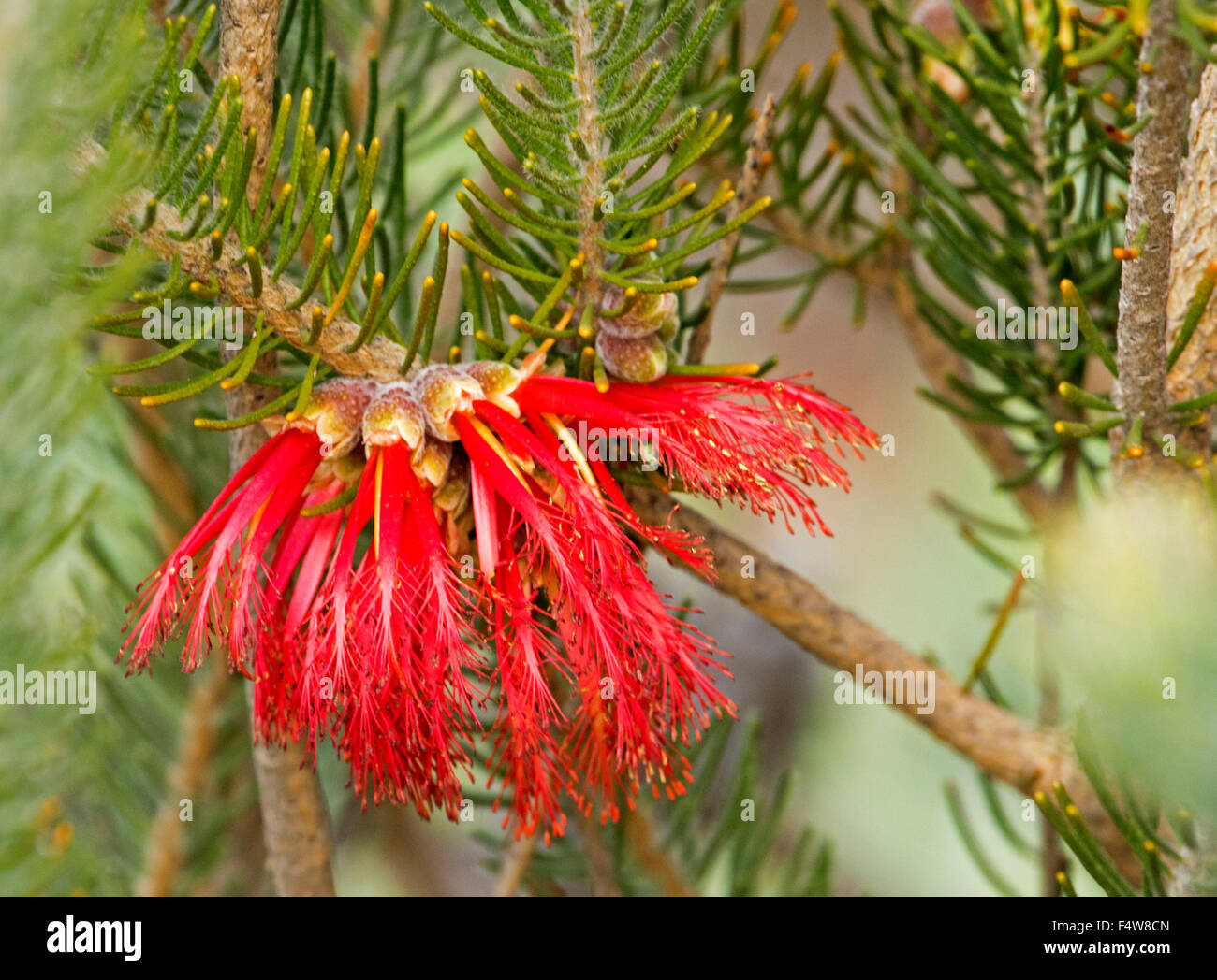 Cluster di rosso vivace di Fiori & Foglie di colore verde chiaro di Calothamnus quadrifidus, unilaterale scovolino da bottiglia, australiano arbusto nativo Foto Stock