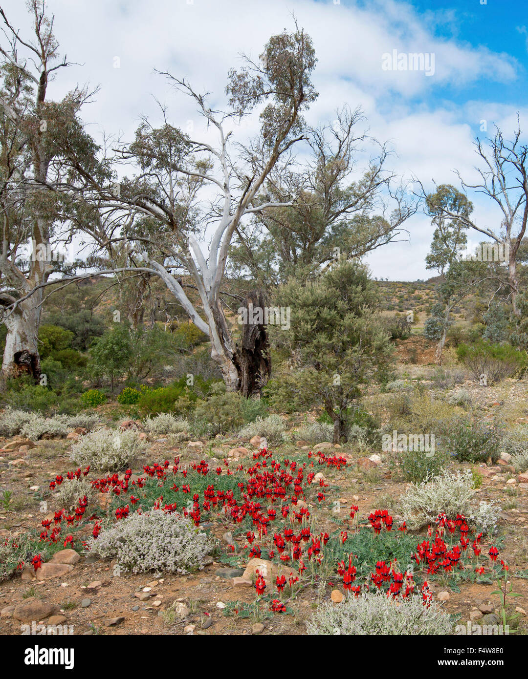 Paesaggio colorato in Australia outback con tappeto di fiori rossi di Sturt deserto del pisello, Swainsona formosa & alberi di gomma sotto il cielo blu Foto Stock