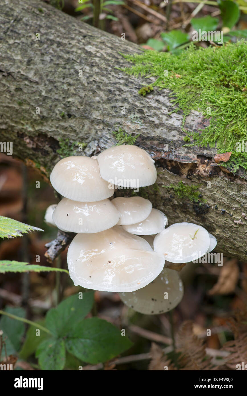 Fungo di porcellana: Oudemansiella mucida. Cresce in faggio, Sussex, Inghilterra Foto Stock