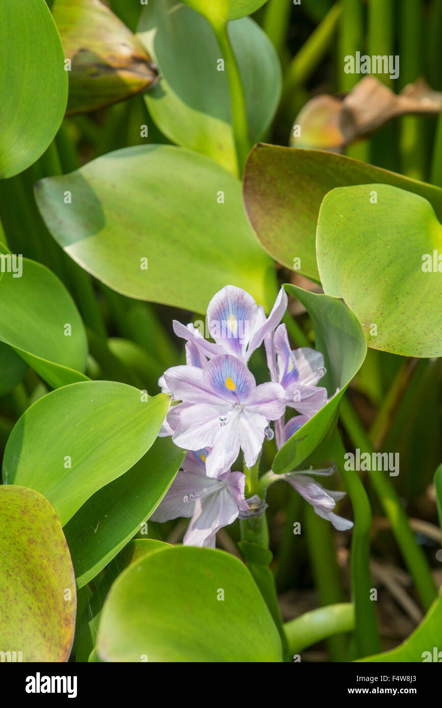 Giacinto di acqua: Eichhornia crassipes. Sabah, Borneo. Specie invasive di numerosi corsi d'acqua e fiumi in Borneo. Foto Stock