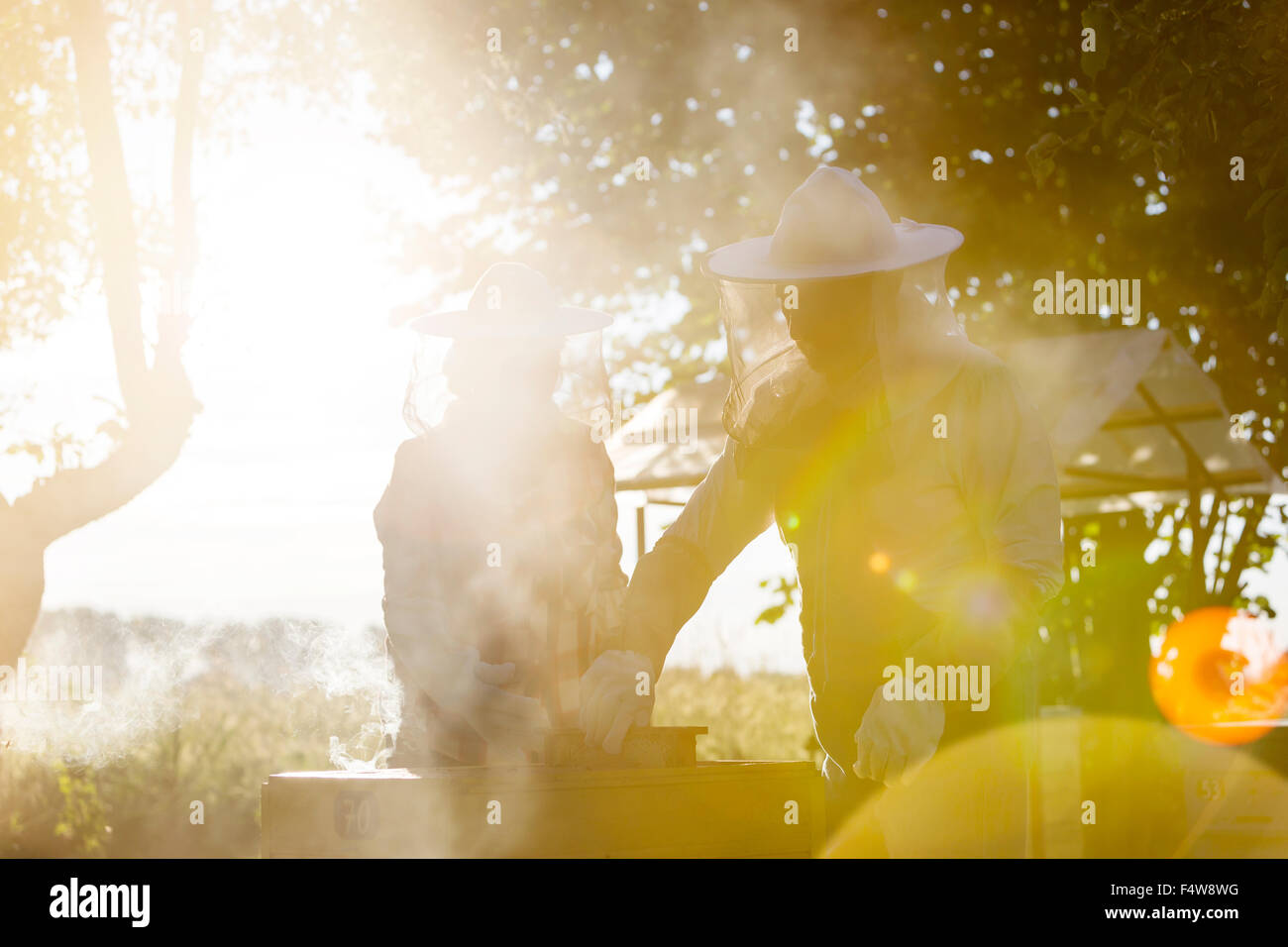 Gli apicoltori in tute di protezione esaminando sunny alveari Foto Stock