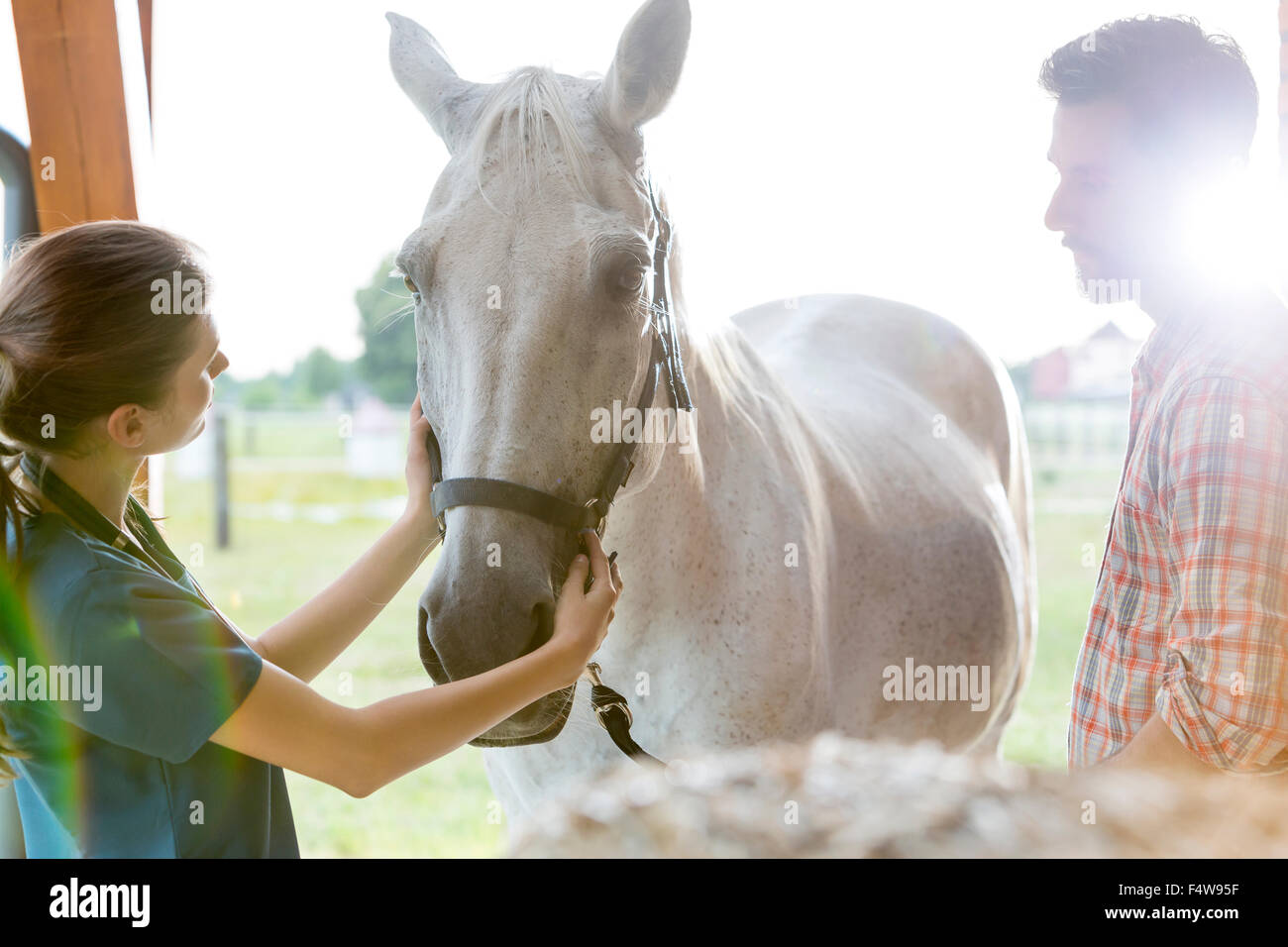Veterinario esaminando cavallo Foto Stock
