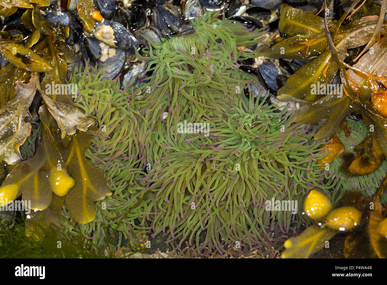 Snakelocks anemone, Wachsrose, Anemonia viridis, Anemonia sulcata, Anémone de mer verte, Actinie verte, attinie Foto Stock