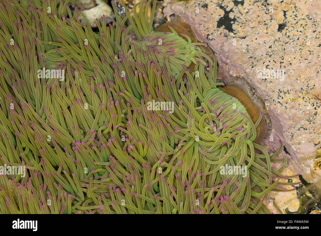 Snakelocks anemone, Wachsrose, Anemonia viridis, Anemonia sulcata, Anémone de mer verte, Actinie verte, attinie Foto Stock