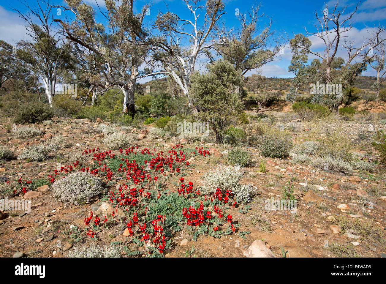 Paesaggio colorato in Australia outback con tappeto di fiori rossi di Sturt deserto del pisello, Swainsona formosa & alberi di gomma sotto il cielo blu Foto Stock
