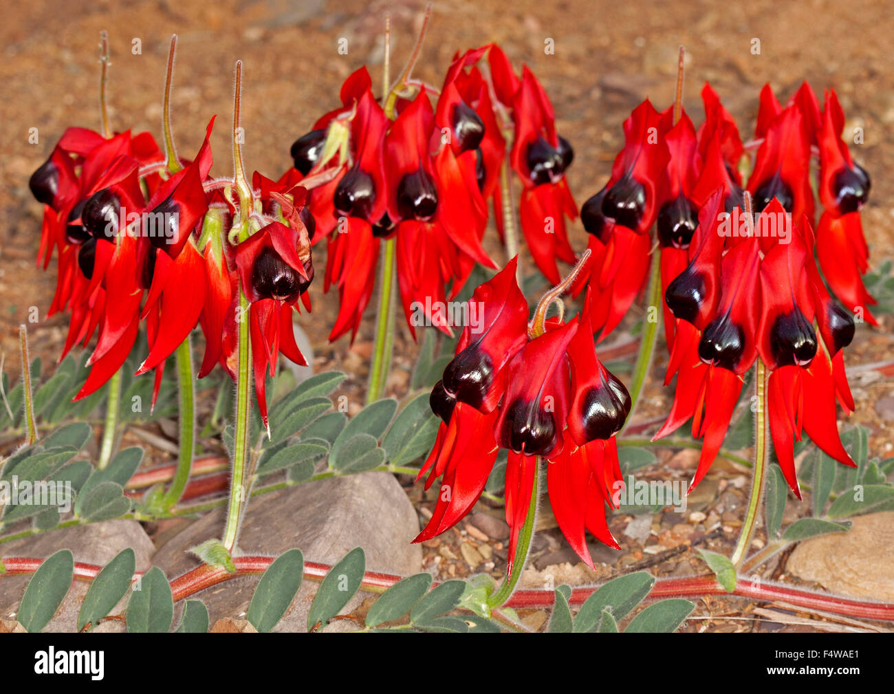 Cluster di grandi dimensioni di vividi fiori rossi & Foglie di Sturt il deserto della pea Swainsona formosa in Flinders Ranges in outback Australia Foto Stock
